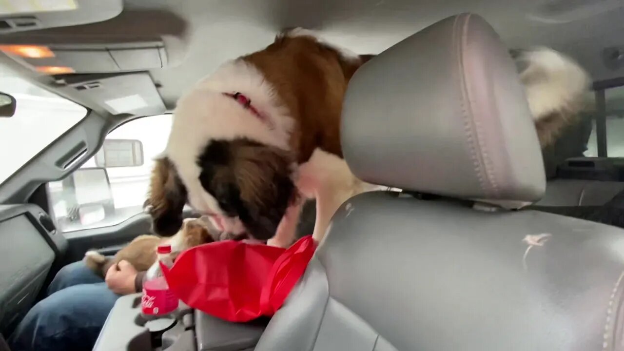 Baby St Bernards coming home- baby Walter with his new brothers