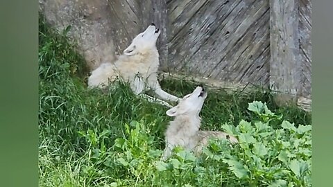 Wolves' reaction to the air alarm 💔💔 Ukraine