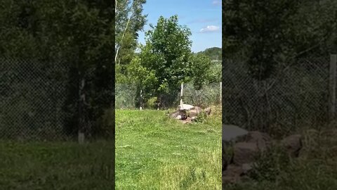 Goat, Ostrich, and a Massive Ostrich Egg