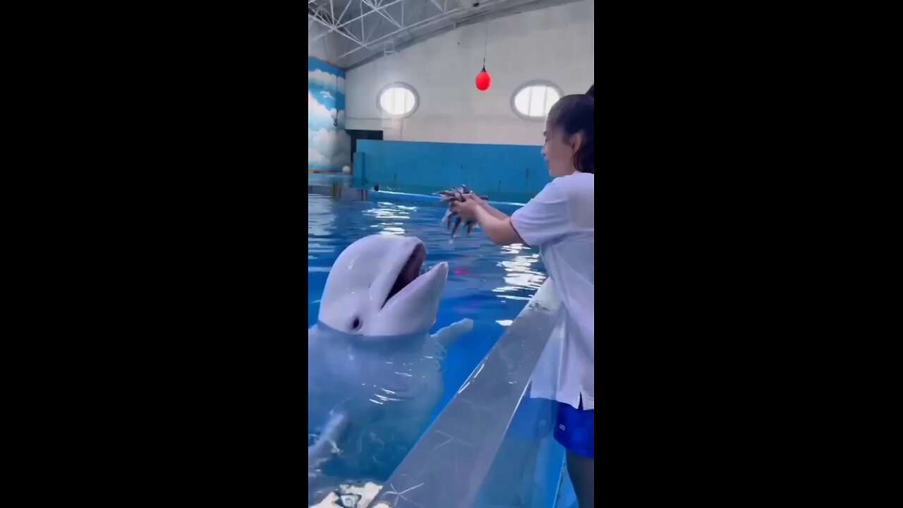 Feeding Dolphin