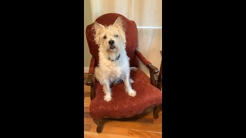 Professor Scruffles is concerned about the integrity of the vote tomorrow…