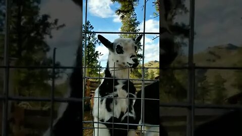 #babygoats #goats #goatkids #farmanimals #cuteanimals #babyanimals #adorable #homesteadlife #farm