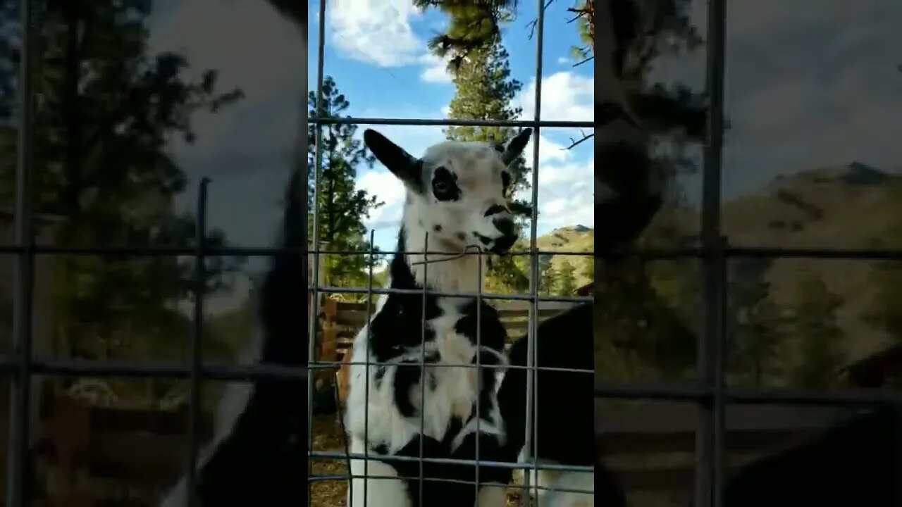 #babygoats #goats #goatkids #farmanimals #cuteanimals #babyanimals #adorable #homesteadlife #farm
