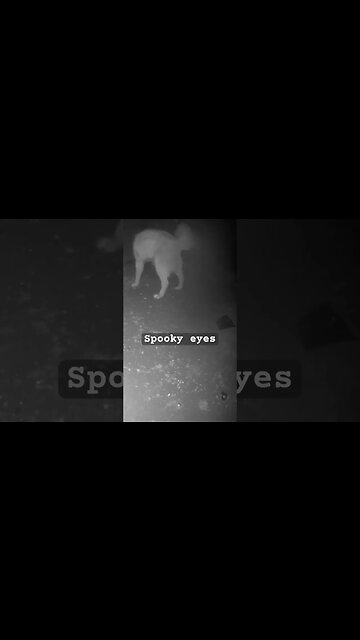 Spooky eyes on maremma pup on surveillance camera