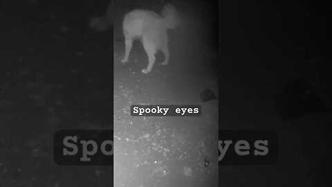 Spooky eyes on maremma pup on surveillance camera