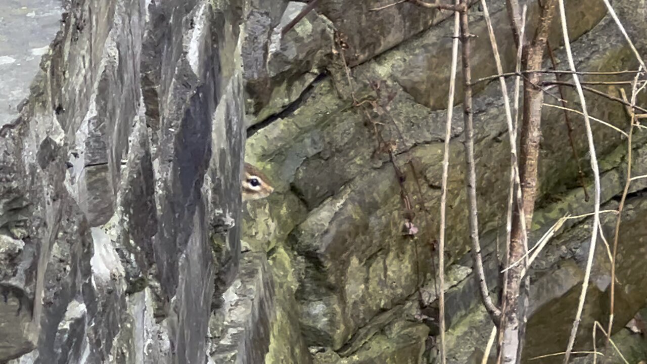 Chipmunk evaluating situation