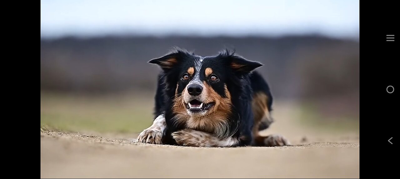 My talking border collie - learning to say _hello_!