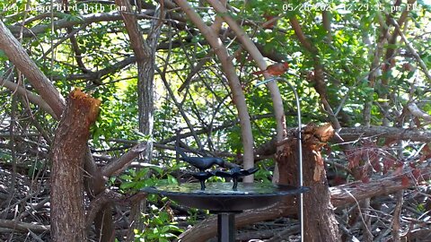 Juvenile Cardinal
