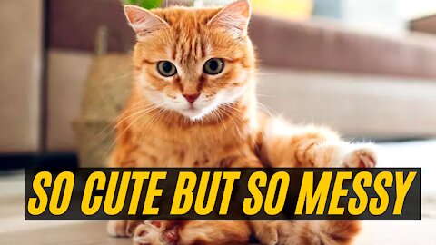 Funny CATS & Funny DOGS - 🥰 OMG So CUTE Cats