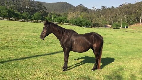 An update on Penny in her new home, putting on weight and looking well.