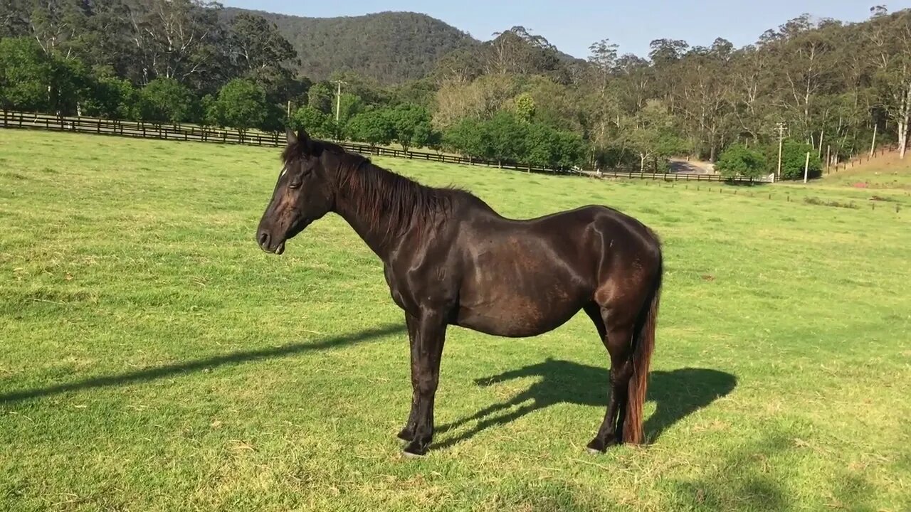 An update on Penny in her new home, putting on weight and looking well.