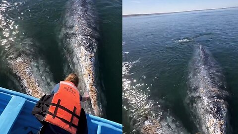 Wildlife Whale 🐳🐳 video