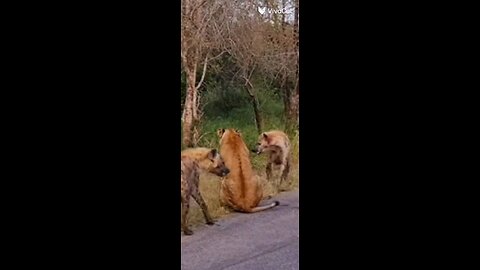 Hyena VS Lion