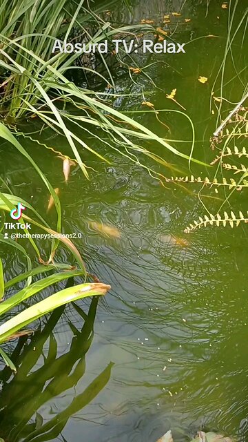 Absurd TV: Relax
