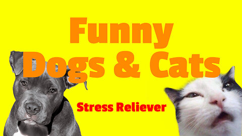 Funny Dogs and Cats for Stress reliever