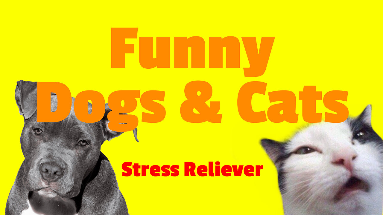 Funny Dogs and Cats for Stress reliever