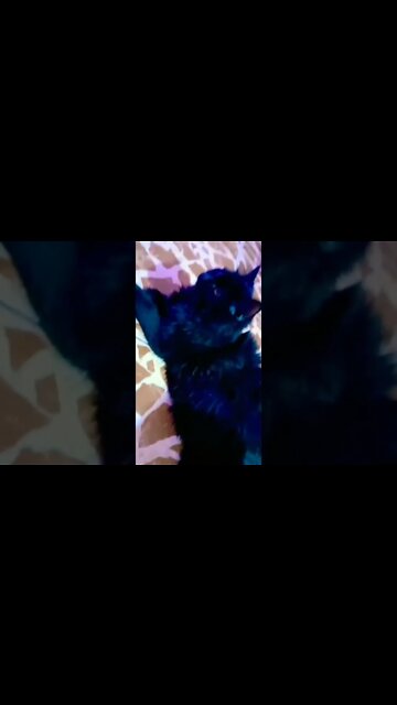 #blackcat #persiancats #shorts #youtubeshorts #pasoori #shorts#youtubeshorts #shorts #persiancats