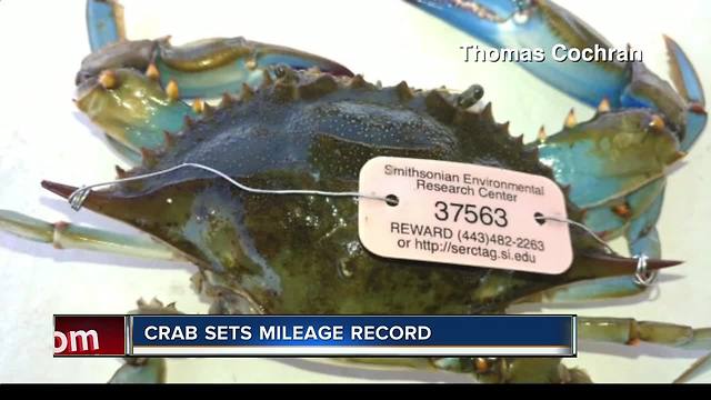 Tagged blue crab caught in Citrus County catches biologist's attention