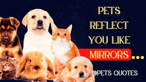 Quotes about PETS that you will connect with right away