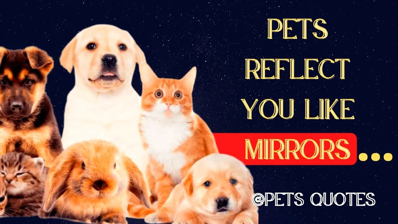 Quotes about PETS that you will connect with right away