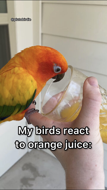 My birds react to orange juice!