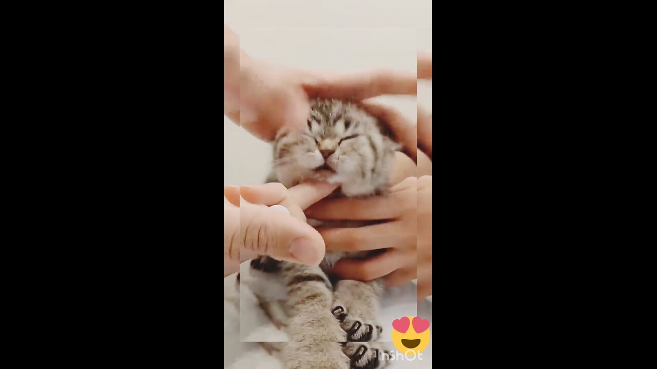 cat expression