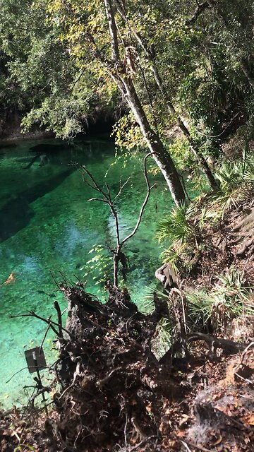 Blue Springs 101 million gallons daily