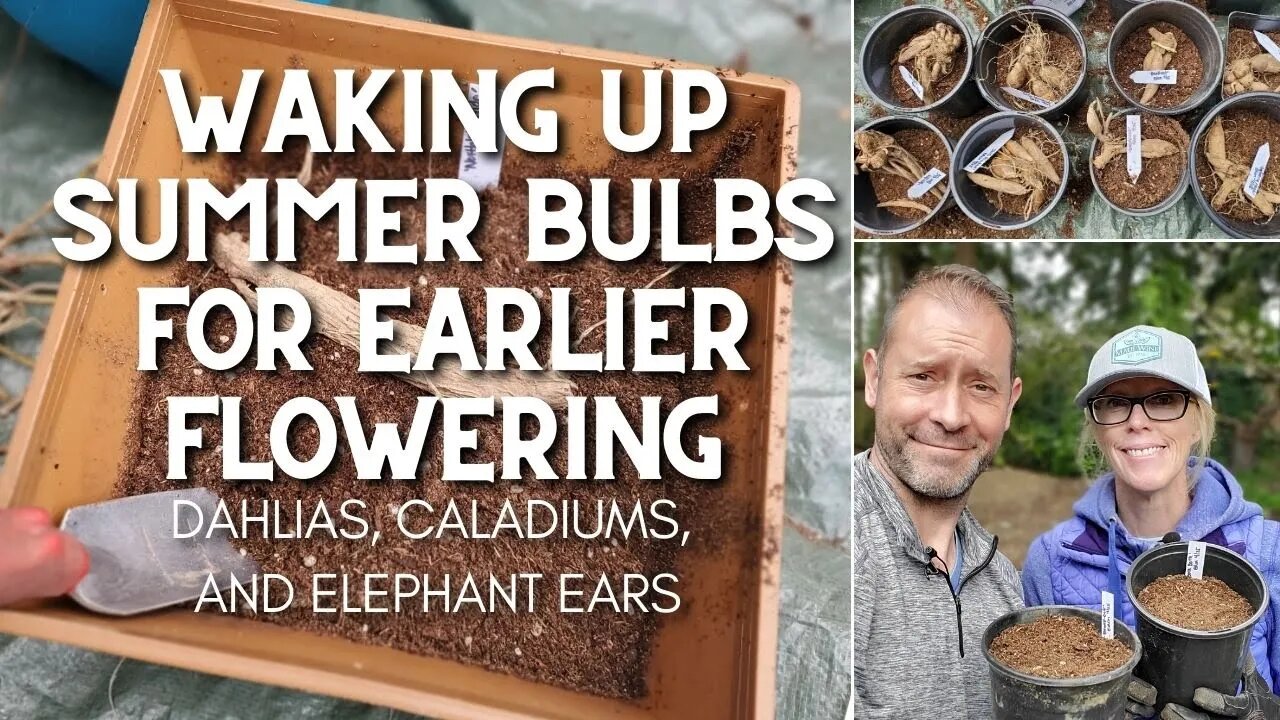 😴 Waking Up Summer Bulbs for Earlier Flowering | When to Plant Summer Bulbs 😴