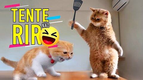 Melhor vídeo de gatos engraçados