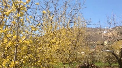 It's the last Week that Yellow predominates: Cornelian Cherry trees in full Bloom (P8)