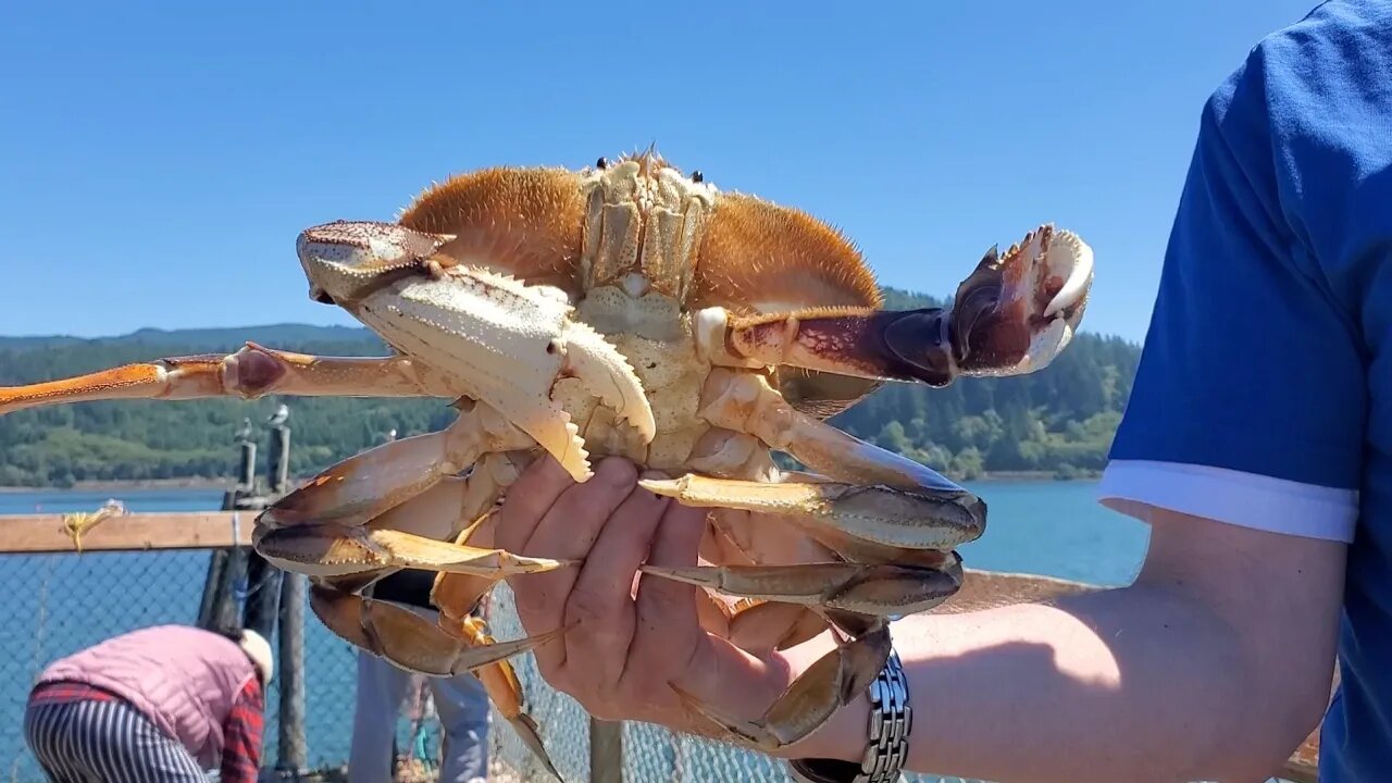 Catching Crabs off Dock- Port of Garibaldi