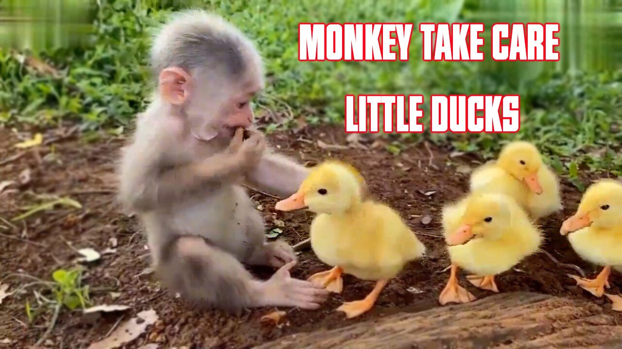 Little monkey takes care for his duck friends