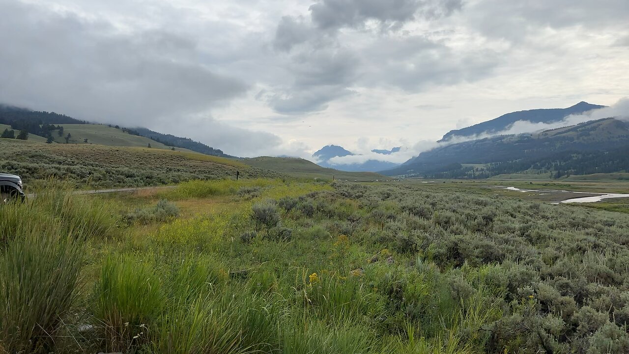 Lamar Valley- where the Buffalos roam