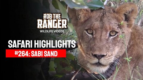 Safari Highlights #264: 14 - 17 April 2014 | Sabi Sand Nature Reserve | Latest Wildlife Sightings