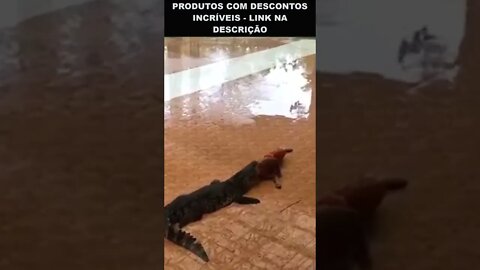 maluco colocou a cabeça na boca do crocodilo