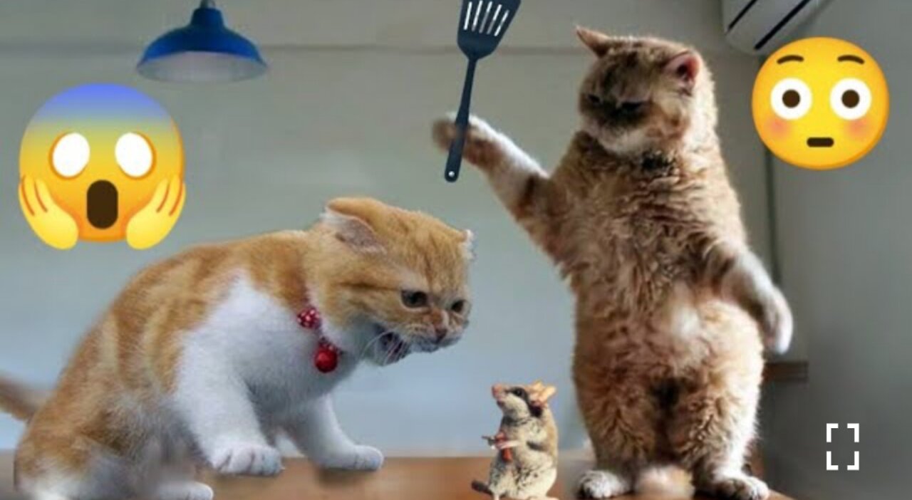 Funny Animals Videos2022 -----Funniest Cats And Dogs Videos