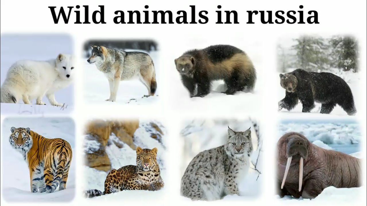 Wild Animals In Russia | Part-1