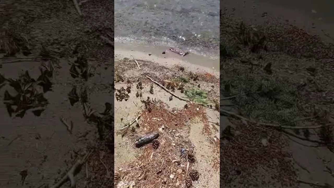 Butterfly Whisperer