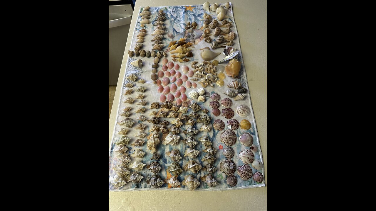 Beach Finds Week Of 12/25/2023! 4K