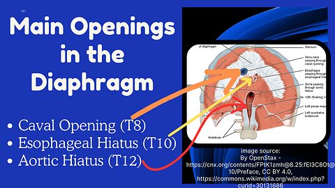 3 Main Openings in the Diaphragm: Contents & Clinical Relevance