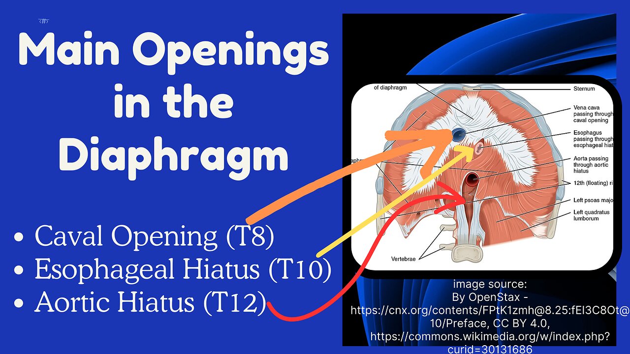 3 Main Openings in the Diaphragm: Contents & Clinical Relevance