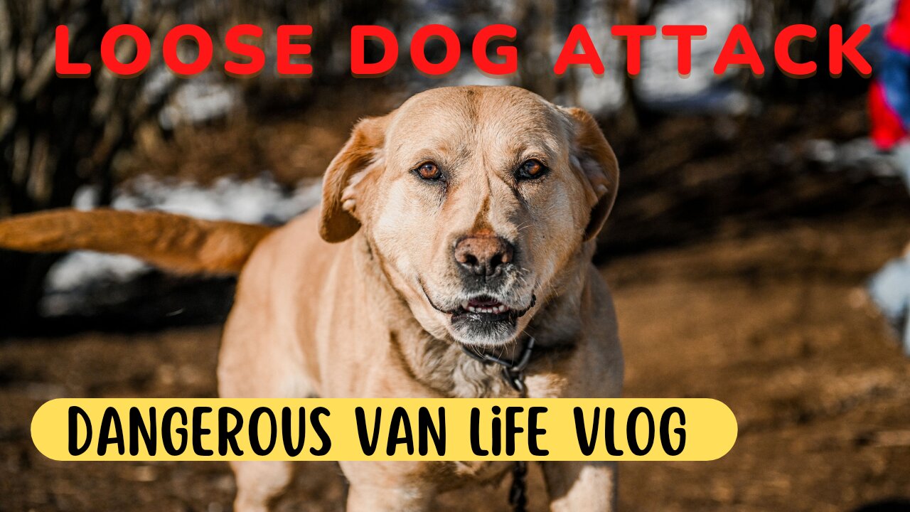 Scary DOG Attack Vlog | House Burns Down 🔥 Washington State #vanlife