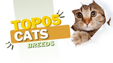 TOP 05 CAT BREEDS | BEST CAT BREEDS