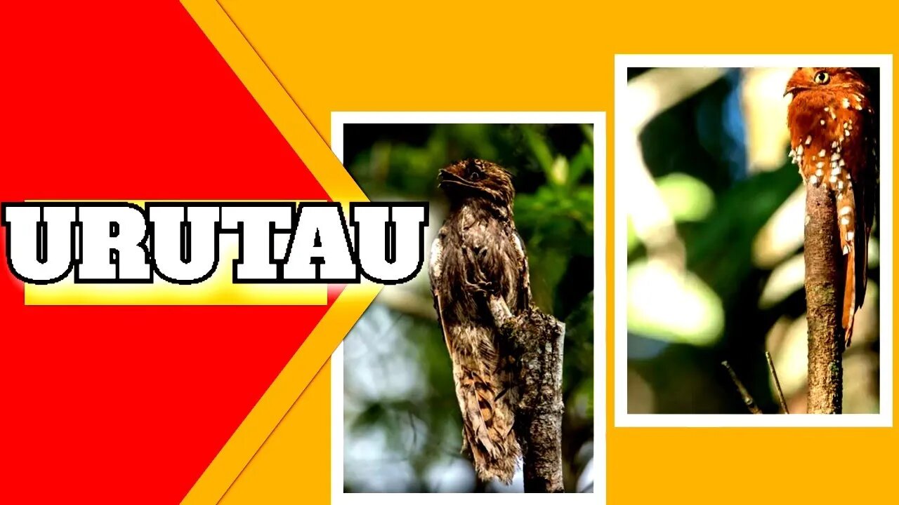 URUTAU está em EXTINÇÃO 😭🐦