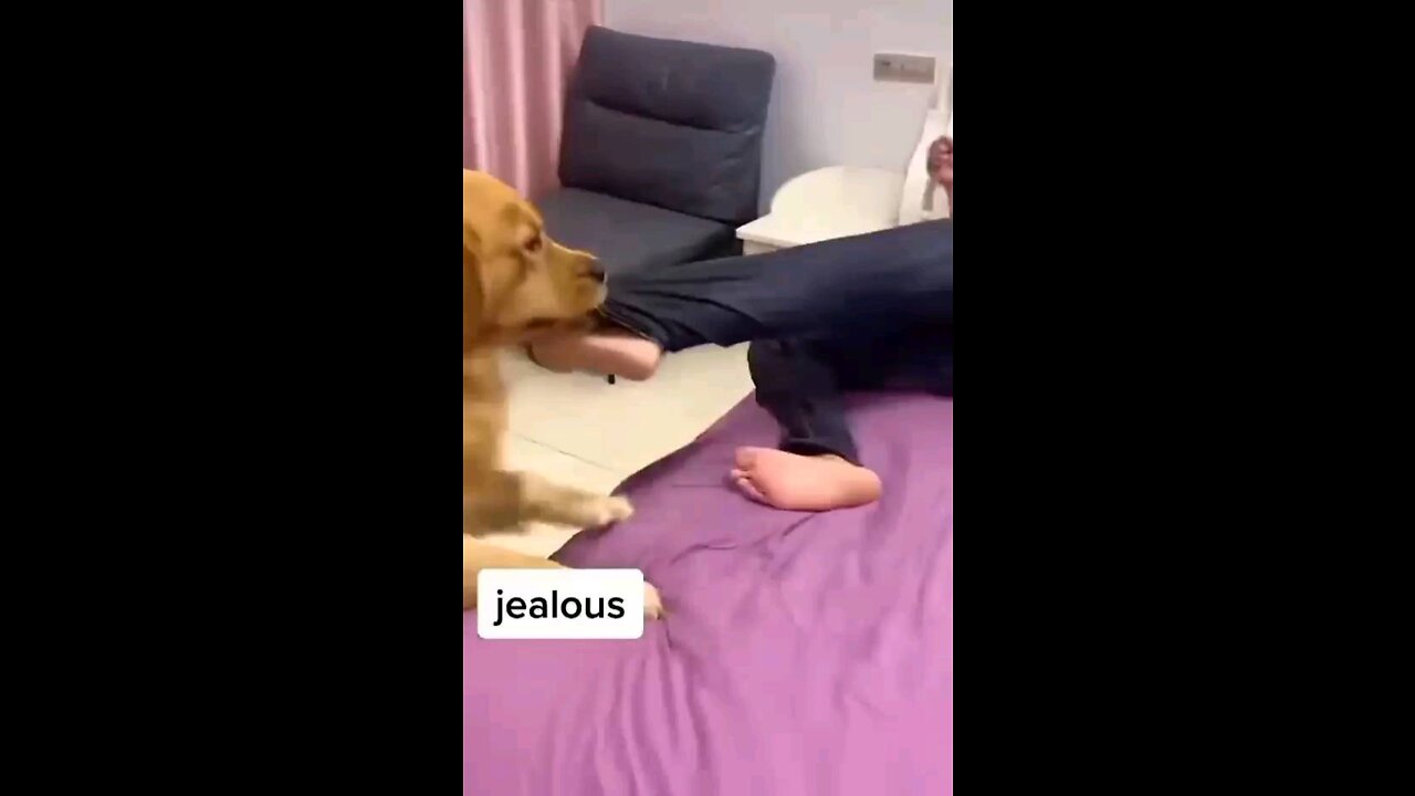 Cute dog gets jealous