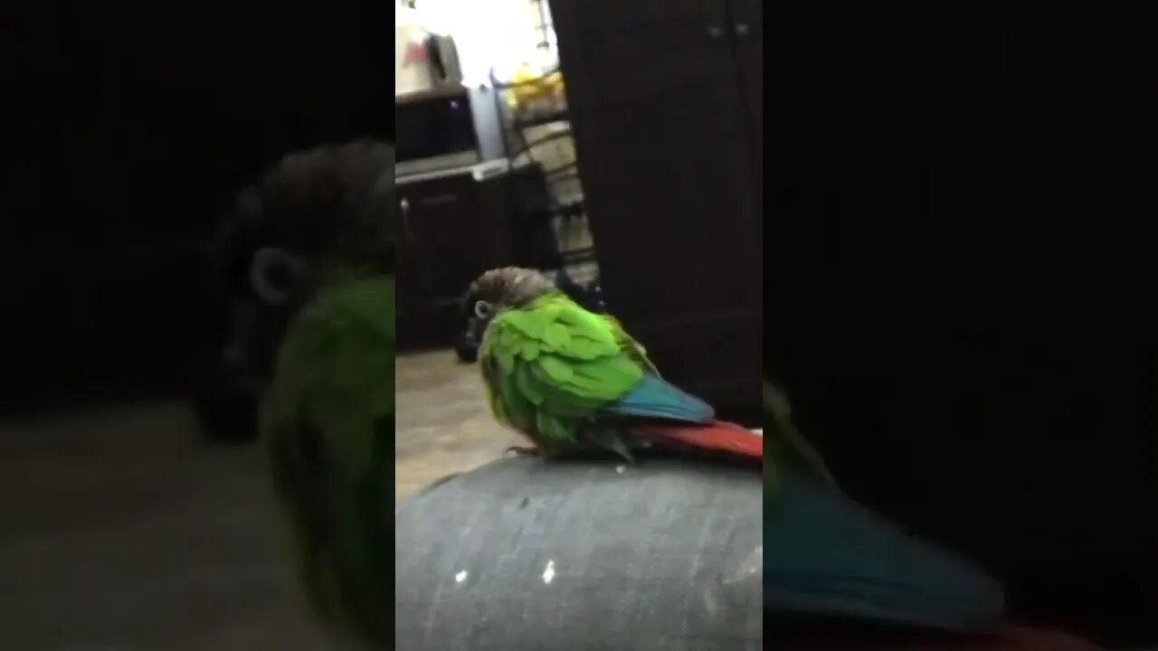 My bird is fluffy :)