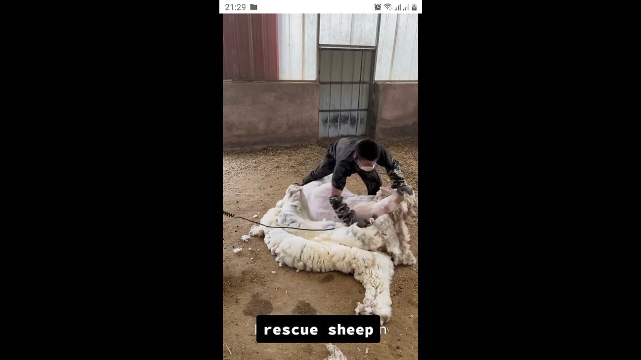 Did you see before how to cut sheep hair