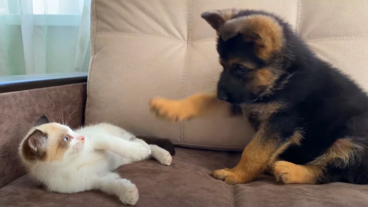 German Shepherd Puppy and Kitten Playing [TRY NOT TO LAUGH]