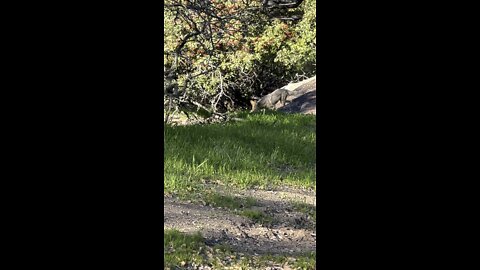 Glimpse of a Coyote Crossing Paths