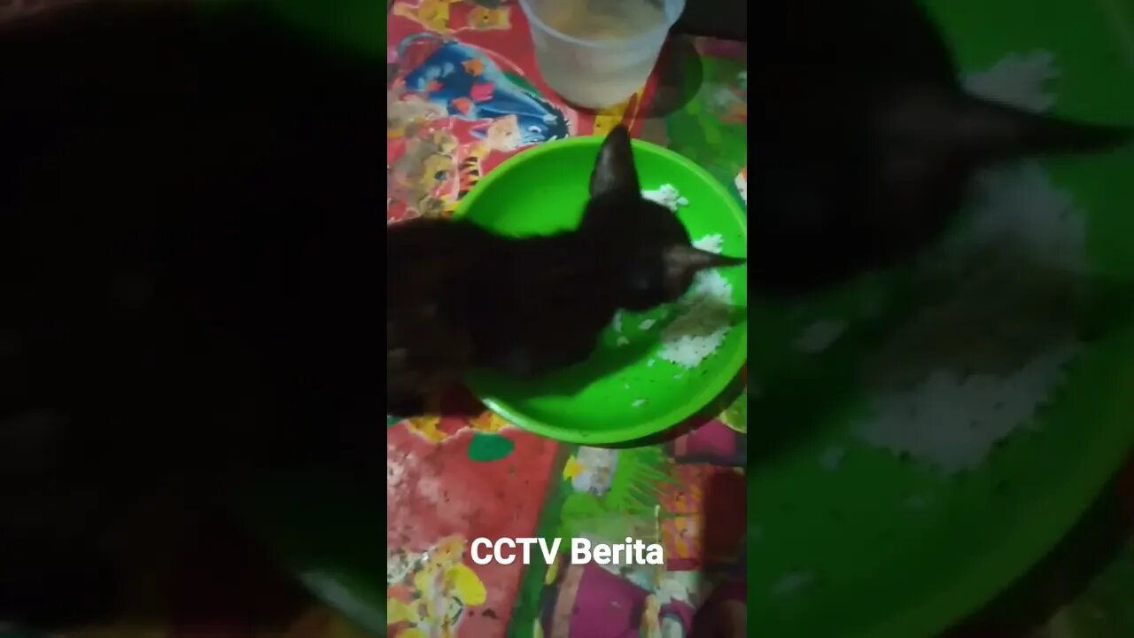 anak kucing sedang makan